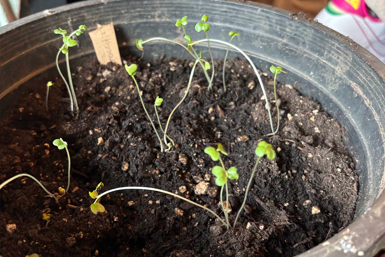 20260305cs-H__G_Bucket_Garden__Broccoli_
