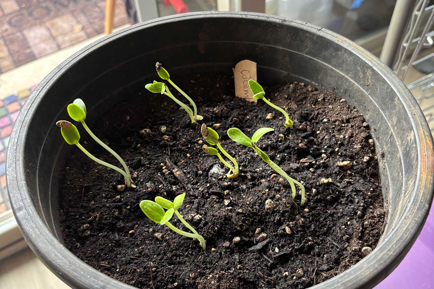 Grow Food in a Bucket
