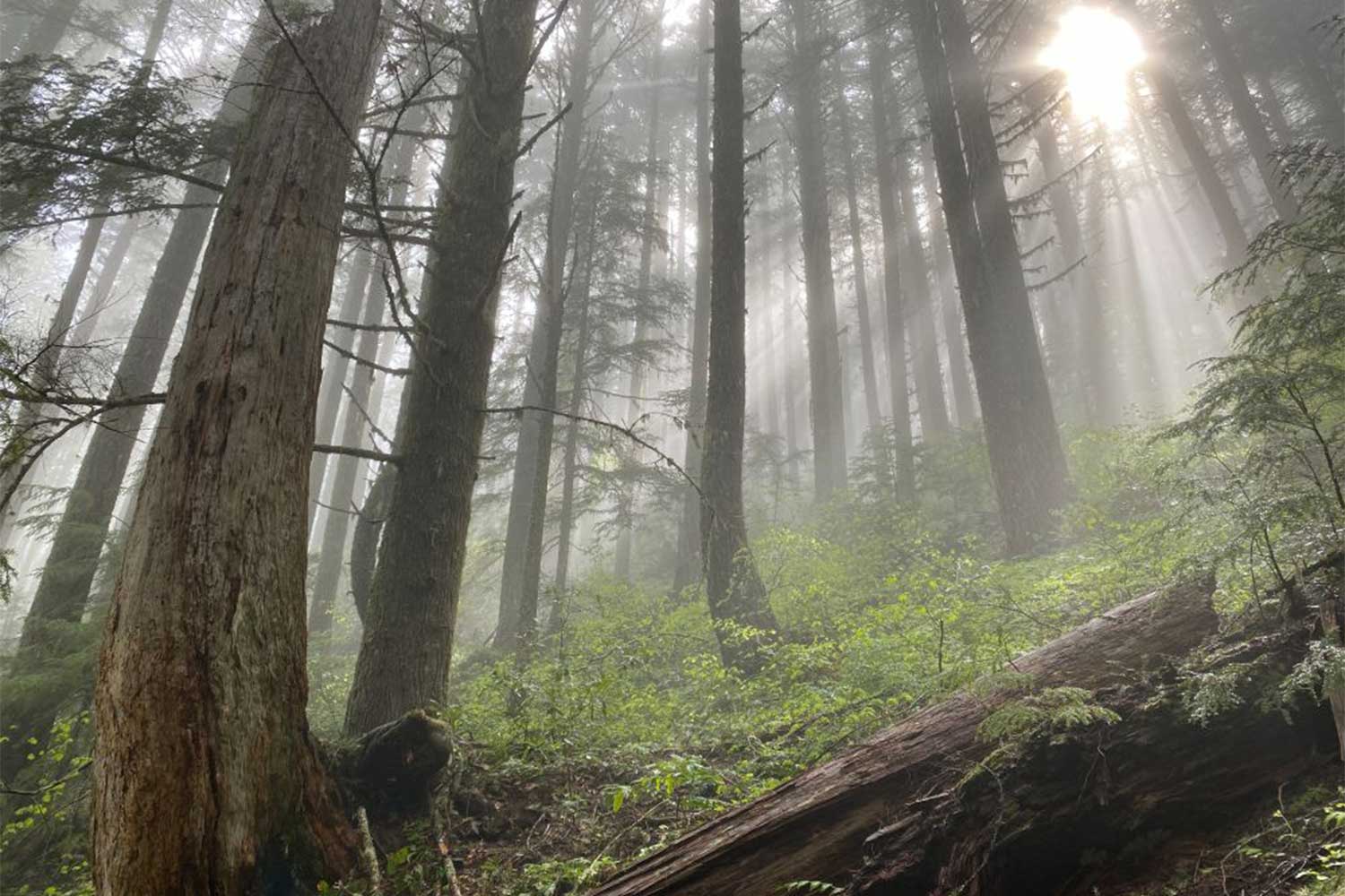 20260514outdoors-Hardesty-Trail-fog_CL