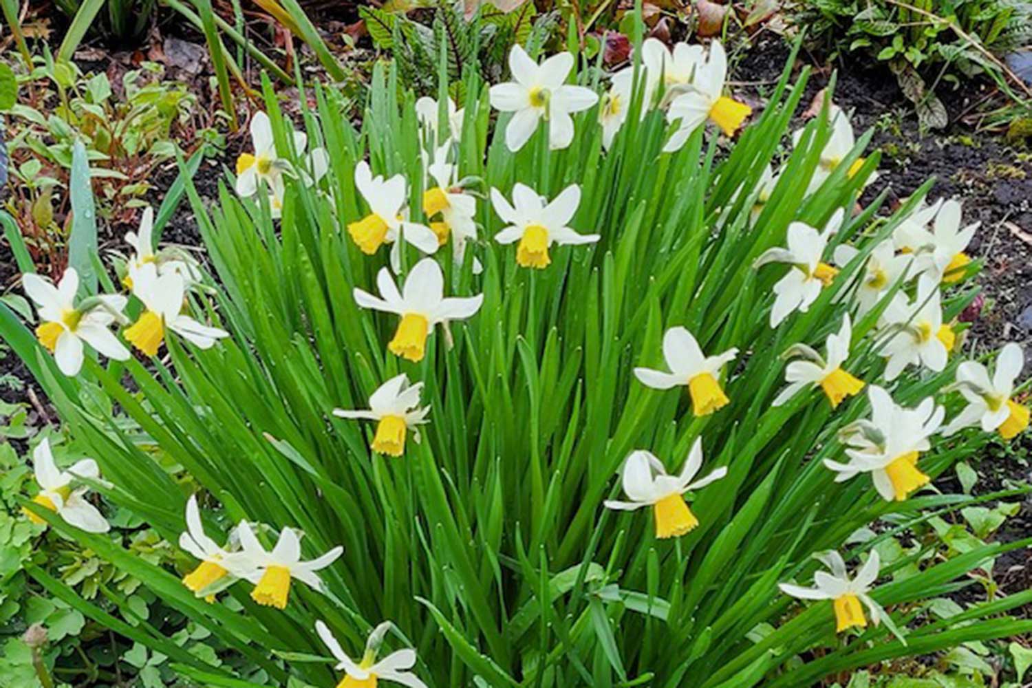 Think Spring!