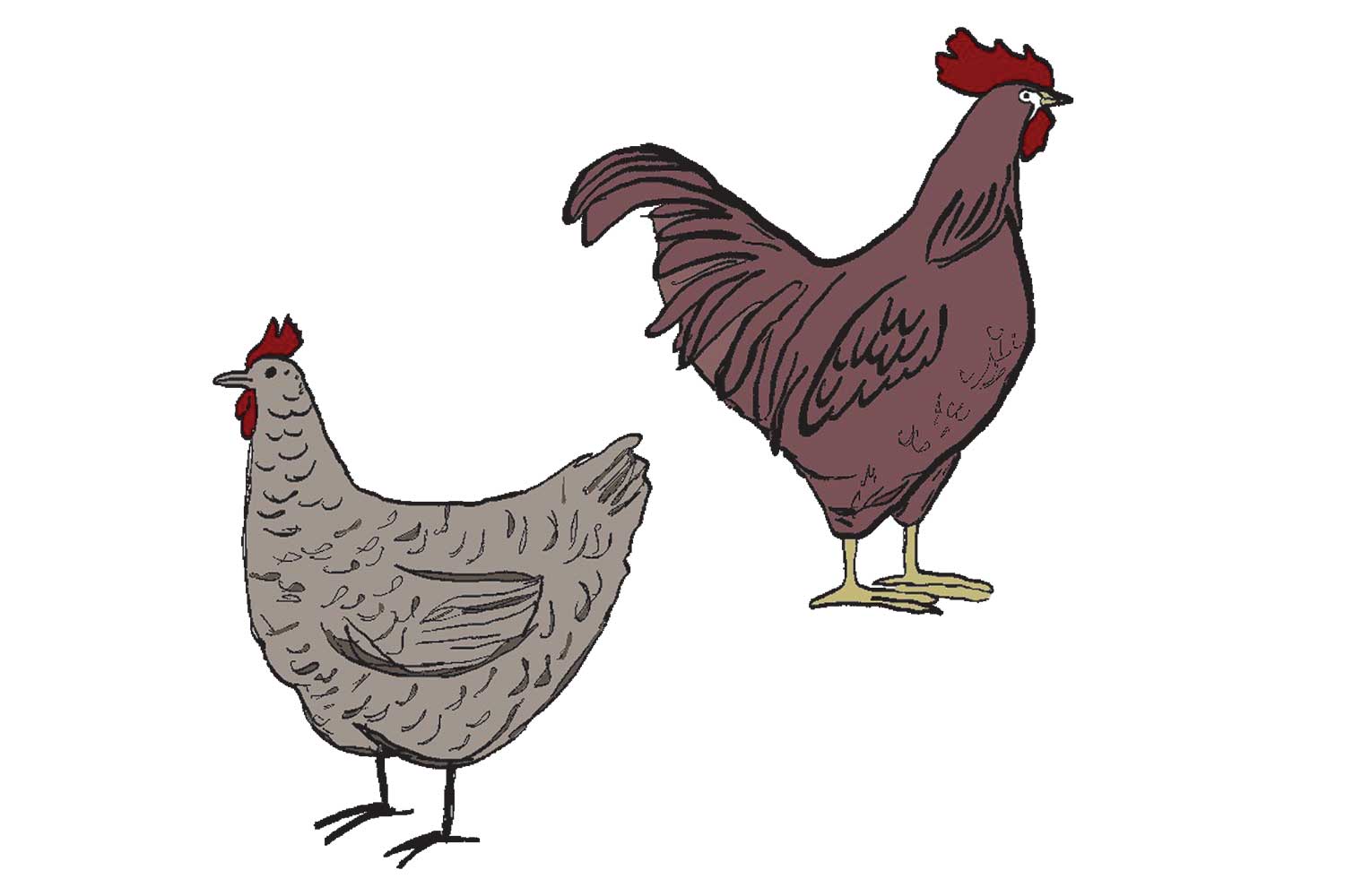 20260910cs-lap-chickens